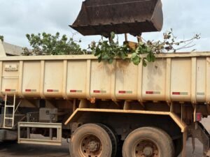 Equipes municipais removem galhos e árvores caídas em resposta a forte vendaval no Taquari.