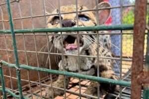 Resgate: Jaguatirica ferida é atendida pela GMA de Palmas próximo à Serra do Lajeado.