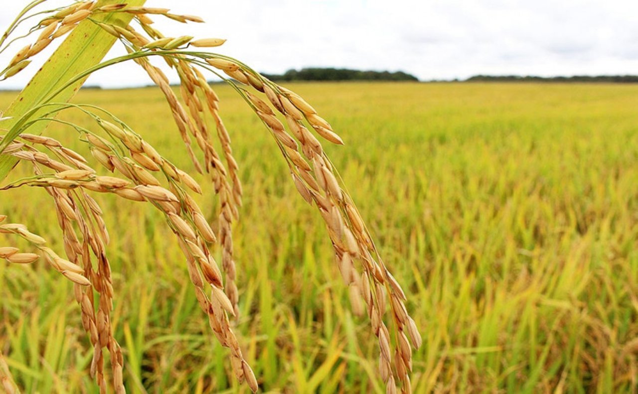 Agronegócio: motor de novas empresas e pilar da economia tocantinense